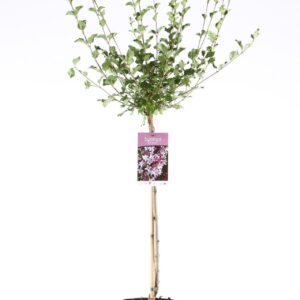Syringa meyeri Palibin Syringa mey. 'Palibin' stam 60
(1 Plants/Order)(19cmP 110cmH)