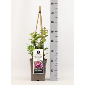 Rosa Rosa (K) Rhapsody in Blue ®, C5, 4 stok 90 cm
(1 Plants/Order)(23cmP 40cmH)