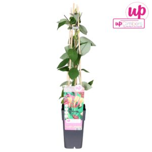 Lonicera Goldflame Lonicera heckrottii Goldflame P15
(10 Plants/Order)(15cmP 65cmH)