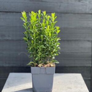 Euonymus japonicus Green Spire Euonymus japonicus 'Green Spire' P13
(10 Plants/Order)(13cmP 25cmH)