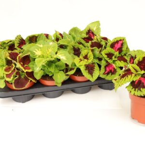 Coleus Coleus Kong mix
(8 Plants/Order)(13cmP 17cmH)
