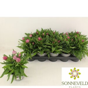 Xerochrysum bracteatum Crispy Pink Bracteanta Pink
(10 Plants/Order)(12cmP 25cmH)
