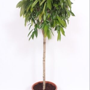 Ficus Amstel King Ficus Amstel King
(1 Plants/Order)(40cmP 170cmH)