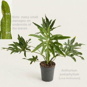 other plants Anthurium podophyllum 15cm [Lace Anthurium]
(2 Plants/Order)(15cmP 45cmH)