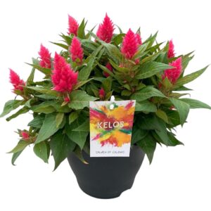 Celosia argentea Kelos Celosia Kelos Fire Pink
(3 Plants/Order)(20cmP 35cmH)