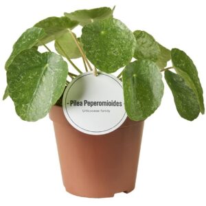 Pilea Pilea Sugar
(6 Plants/Order)(12cmP 25cmH)