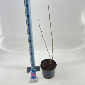 Albizia julibrissin Albizia julibrissin Ombrella® ('Boubri'PBR)
(1 Plants/Order)(23cmP 110cmH)