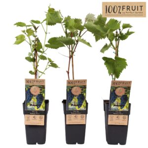 Vitis Boskoop Glory Vitis Boskoop Glory P15
(10 Plants/Order)(15cmP 65cmH)