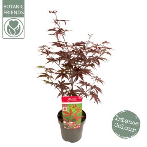 Acer palmatum Bloodgood Acer palm. 'Bloodgood'
(1 Plants/Order)(19cmP 65cmH)