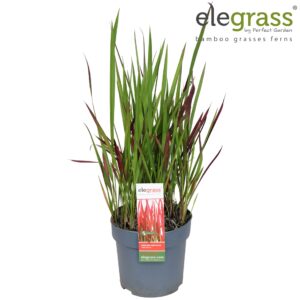 Imperata cylindrica Red Imperata cylindrica 'Red Baron' P14
(6 Plants/Order)(14cmP 35cmH)