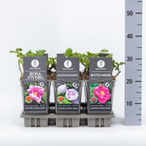 Rosa rugosa pink Basics Rugosa (R) mix, C3
(6 Plants/Order)(17cmP 35cmH)