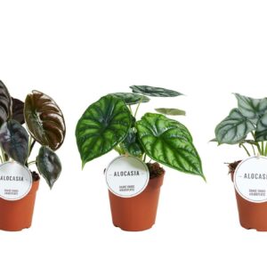 Alocasia mixed Alocasia mix
(8 Plants/Order)(12cmP 30cmH)