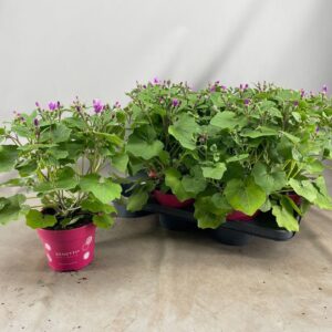 Senecio Senetti Pink Bicolor Senetti pink bicolor (Pericallis Cruentus)
(6 Plants/Order)(15cmP 40cmH)