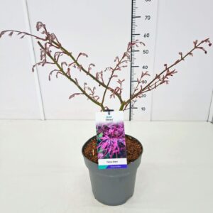Acer palmatum Shirazz Acer palm. 'Shirazz' 40-60C7
(1 Plants/Order)(25cmP 60cmH)