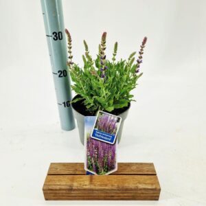 Salvia nemorosa Ostfriesland Salvia nemorosa 'Ostfriesland'
(1 Plants/Order)(17cmP 30cmH)