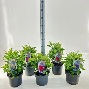Buddleja Butterfly Candy mixed Buddleja d. Butt. Candy® mix P19 (minimum order one layer)
(1 Plants/Order)(19cmP 30cmH)