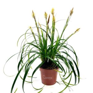 Carex oshimensis Carex 'Ribbon Falls' p10,5
(12 Plants/Order)(10.5cmP 25cmH)