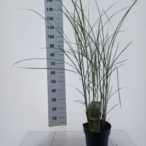 Miscanthus sinensis Miscanthus sin. 'Vanilla Sky'
(1 Plants/Order)(23cmP 120cmH)