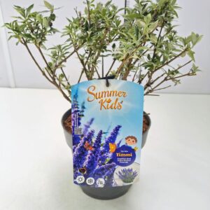 Buddleja Buddleja d. 'Summer Kids® Timmi' C5
(1 Plants/Order)(23cmP 50cmH)