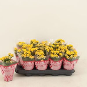 Kalanchoe Calandiva Nolin Kalanchoe Double Yellow
(16 Plants/Order)(8cmP 15cmH)