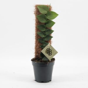 other Indoor plants Rhaphidophora Hayi
(7 Plants/Order)(14cmP 50cmH)
