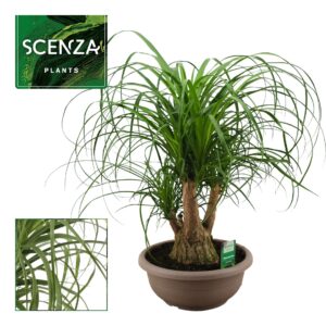 Nolina recurvata Beaucarnea busch compact 30 cm (Scenza)
(1 Plants/Order)(30cmP 65cmH)