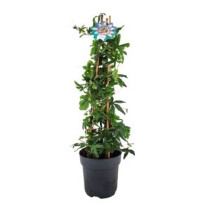 Passiflora Passiflora Caerulea piramide p17
(6 Plants/Order)(17cmP 70cmH)