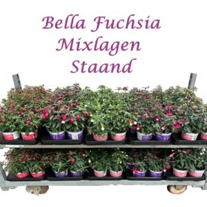 Fuchsia Bella Bella fuchsia Staand (Mix per laag)
(12 Plants/Order)(10.5cmP 25cmH)