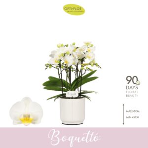 Phalaenopsis Multiflora Boquetto Innocent 3-5 spike in Lazio White
(6 Plants/Order)(12cmP 45cmH)
