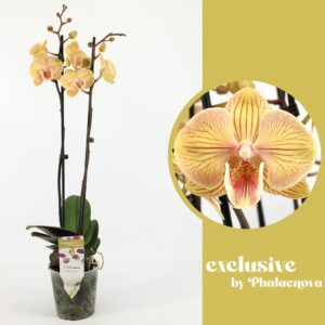 Phalaenopsis other orange (meerder Karen Big Lip 2-tak 60cm (GROEN)
(10 Plants/Order)(12cmP 60cmH)