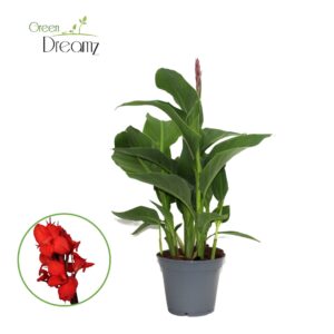 Canna Kreta Canna Kreta p 17
(6 Plants/Order)(17cmP 60cmH)