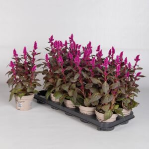 Celosia Merida Rosa Celosia Merida Rosa
(10 Plants/Order)(12cmP 30cmH)
