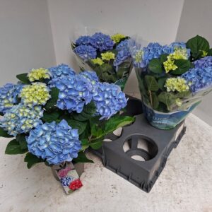 Hydrangea Blauer Zwerg Hydrangea blue
(6 Plants/Order)(15cmP 40cmH)