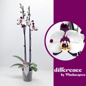 Phalaenopsis Polka Dots Polka Dots 2-tak 60cm (GROEN)
(10 Plants/Order)(12cmP 60cmH)