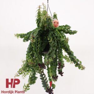 Aeschynanthus Twister XL Aeschynanthus 'Twister XL'
(7 Plants/Order)(15cmP 45cmH)