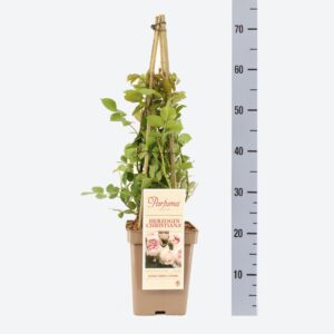 Rosa Rosa Parfuma (F) Herzogin Christiana® 4 stok 75cm
(1 Plants/Order)(23cmP 40cmH)