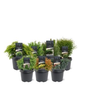 conifers conifers other mixlaag C3 standaard (mix kan afwijken From foto)
(3 Plants/Order)(19cmP 40cmH)