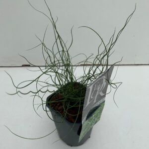 Juncus Spiralis Juncus 'Spiralis'
(10 Plants/Order)(13cmP 25cmH)