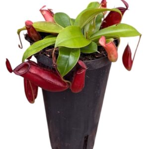 Nepenthus Nepenthes Monkey Jars Bloody Mary
(6 Plants/Order)(11cmP 45cmH)