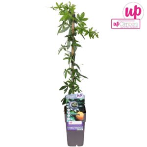 Passiflora Passiflora caerulea P15
(10 Plants/Order)(15cmP 65cmH)