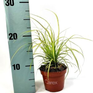 Carex Evercolor Eversheen Carex Eversheen p10,5
(12 Plants/Order)(10.5cmP 20cmH)