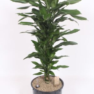 Dracaena Janet Lind Dracaena Janet Lind
(1 Plants/Order)(34cmP 130cmH)