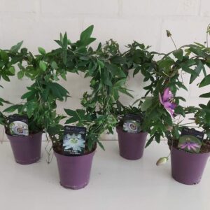 Passiflora Passiflora other mix in tray
(8 Plants/Order)(13cmP 40cmH)