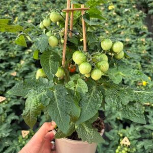 tomatoes PICK-&-JOY® Cherry Tomato Red
(4 Plants/Order)(14cmP 25cmH)