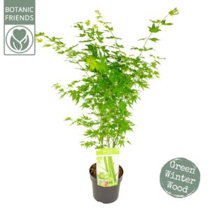 Acer palmatum Acer palm. 'Going Green'®
(1 Plants/Order)(19cmP 55cmH)