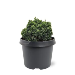 Chamaecyparis obtusa Chamaecyparis obtusa 'Elf'
(1 Plants/Order)(19cmP 28cmH)