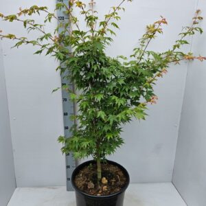 Acer palmatum Sangokaku Acer palmatum 'Sangokaku'
(1 Plants/Order)(36cmP 160cmH)