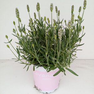 Lavandula angustifolia Rosea Lavendel Lavandula rosea pink
(8 Plants/Order)(12cmP 27cmH)