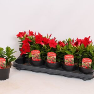 Mandevilla sanderi Rio Dark Red Mandevilla Rio Dark Red
(10 Plants/Order)(12cmP 25cmH)