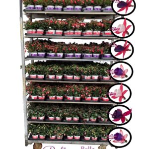 Fuchsia Bella Bella fuchsia Mixkar Staand (Kleur per laag)
(12 Plants/Order)(10.5cmP 25cmH)